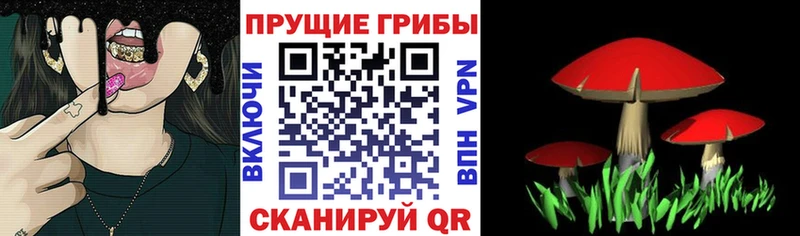 Псилоцибиновые грибы Psilocybe Дудинка